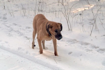 Continental Bulldogs Seeblickbulls Bilderalbum - Januar bis März 2010