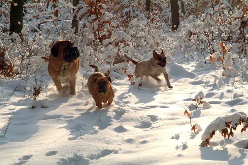 Continental Bulldogs Seeblickbulls Bilderalbum - Januar bis März 2010