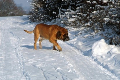 Continental Bulldogs Seeblickbulls Bilderalbum - Januar bis März 2010