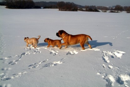 Continental Bulldogs Seeblickbulls Bilderalbum - Januar bis März 2010