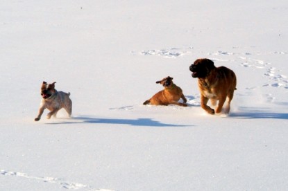 Continental Bulldogs Seeblickbulls Bilderalbum - Januar bis März 2010