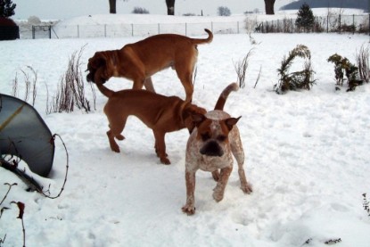 Continental Bulldogs Seeblickbulls Bilderalbum - Januar bis März 2010