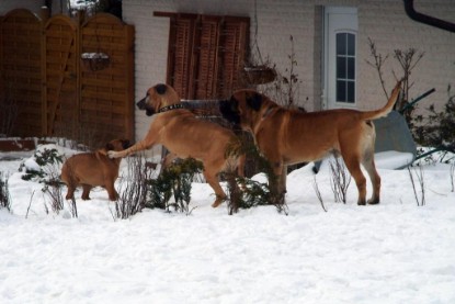 Continental Bulldogs Seeblickbulls Bilderalbum - Januar bis März 2010