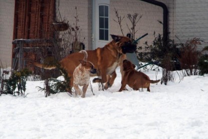 Continental Bulldogs Seeblickbulls Bilderalbum - Januar bis März 2010