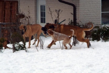 Continental Bulldogs Seeblickbulls Bilderalbum - Januar bis März 2010