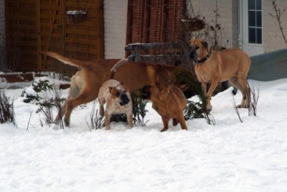 Continental Bulldogs Seeblickbulls Bilderalbum - Januar bis März 2010