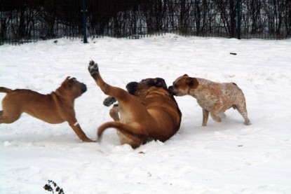 Continental Bulldogs Seeblickbulls Bilderalbum - Januar bis März 2010