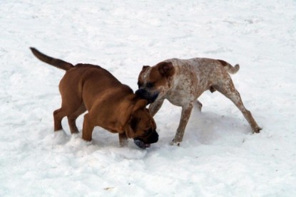 Continental Bulldogs Seeblickbulls Bilderalbum - Januar bis März 2010