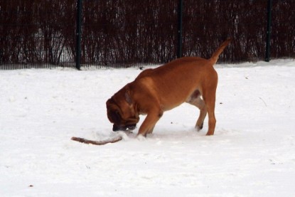 Continental Bulldogs Seeblickbulls Bilderalbum - Januar bis März 2010