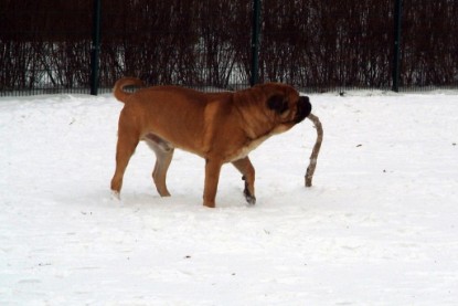 Continental Bulldogs Seeblickbulls Bilderalbum - Januar bis März 2010