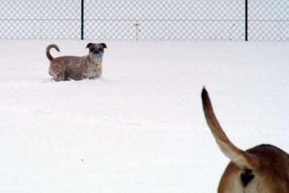 Continental Bulldogs Seeblickbulls Bilderalbum - Januar bis März 2010