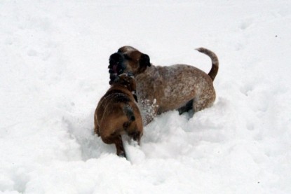 Continental Bulldogs Seeblickbulls Bilderalbum - Januar bis März 2010