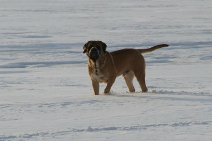 Continental Bulldogs Seeblickbulls Bilderalbum - Januar bis März 2010