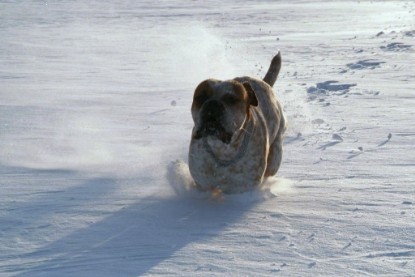 Continental Bulldogs Seeblickbulls Bilderalbum - Januar bis März 2010