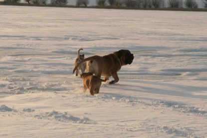 Continental Bulldogs Seeblickbulls Bilderalbum - Januar bis März 2010