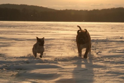 Continental Bulldogs Seeblickbulls Bilderalbum - Januar bis März 2010