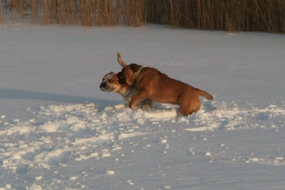 Continental Bulldogs Seeblickbulls Bilderalbum - Januar bis März 2010