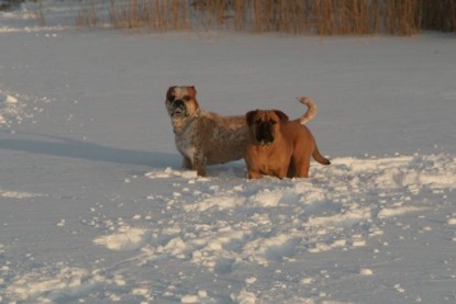 Continental Bulldogs Seeblickbulls Bilderalbum - Januar bis März 2010