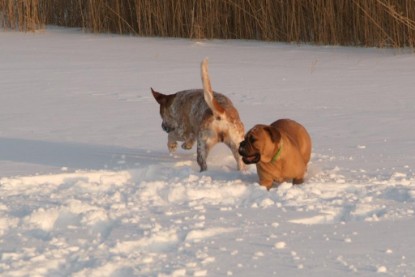 Continental Bulldogs Seeblickbulls Bilderalbum - Januar bis März 2010