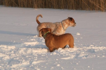 Continental Bulldogs Seeblickbulls Bilderalbum - Januar bis März 2010