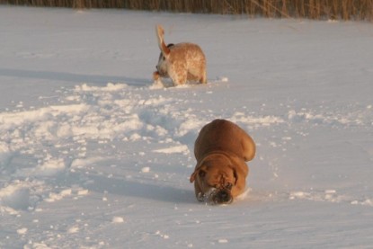 Continental Bulldogs Seeblickbulls Bilderalbum - Januar bis März 2010