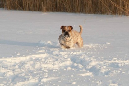 Continental Bulldogs Seeblickbulls Bilderalbum - Januar bis März 2010