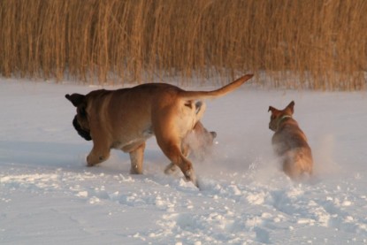 Continental Bulldogs Seeblickbulls Bilderalbum - Januar bis März 2010