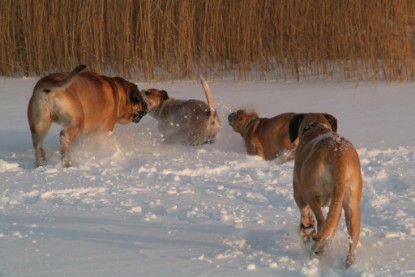 Continental Bulldogs Seeblickbulls Bilderalbum - Januar bis März 2010