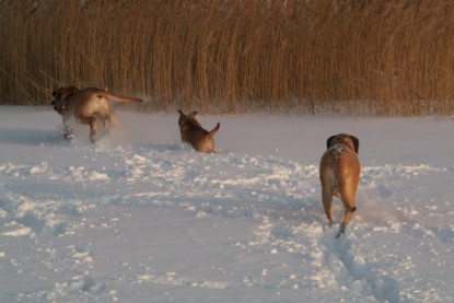 Continental Bulldogs Seeblickbulls Bilderalbum - Januar bis März 2010