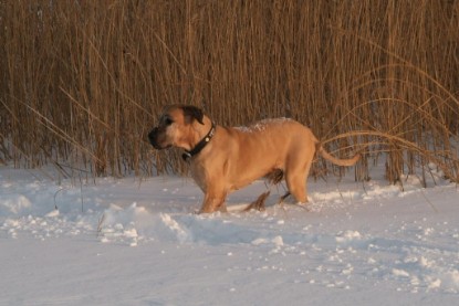 Continental Bulldogs Seeblickbulls Bilderalbum - Januar bis März 2010