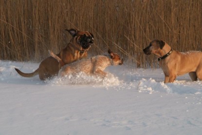 Continental Bulldogs Seeblickbulls Bilderalbum - Januar bis März 2010