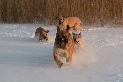 Continental Bulldogs Seeblickbulls Bilderalbum - Januar bis März 2010