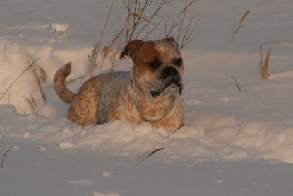 Continental Bulldogs Seeblickbulls Bilderalbum - Januar bis März 2010