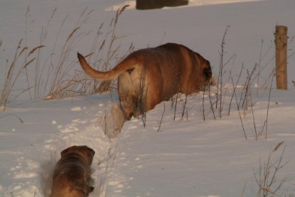 Continental Bulldogs Seeblickbulls Bilderalbum - Januar bis März 2010