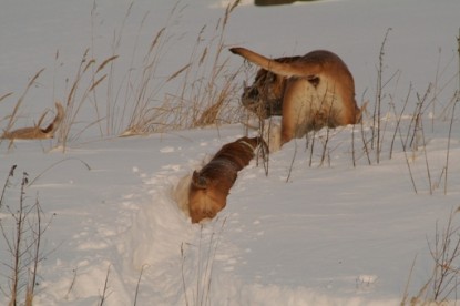 Continental Bulldogs Seeblickbulls Bilderalbum - Januar bis März 2010