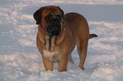 Continental Bulldogs Seeblickbulls Bilderalbum - Januar bis März 2010