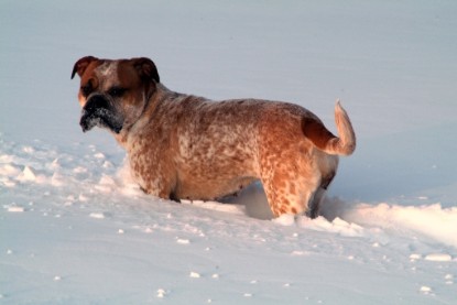 Continental Bulldogs Seeblickbulls Bilderalbum - Januar bis März 2010