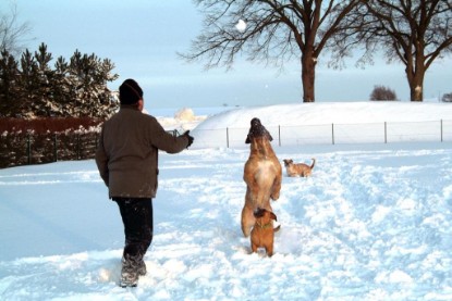 Continental Bulldogs Seeblickbulls Bilderalbum - Januar bis März 2010