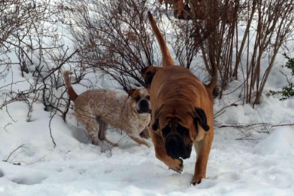 Continental Bulldogs Seeblickbulls Bilderalbum - Januar bis März 2010