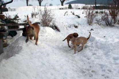 Continental Bulldogs Seeblickbulls Bilderalbum - Januar bis März 2010