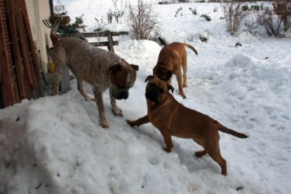 Continental Bulldogs Seeblickbulls Bilderalbum - Januar bis März 2010