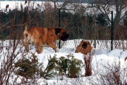 Continental Bulldogs Seeblickbulls Bilderalbum - Januar bis März 2010