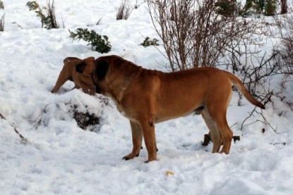 Continental Bulldogs Seeblickbulls Bilderalbum - Januar bis März 2010