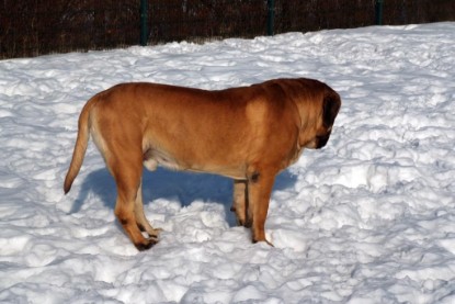 Continental Bulldogs Seeblickbulls Bilderalbum - Januar bis März 2010