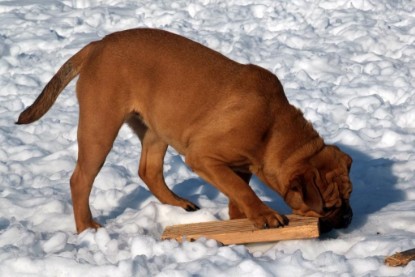 Continental Bulldogs Seeblickbulls Bilderalbum - Januar bis März 2010