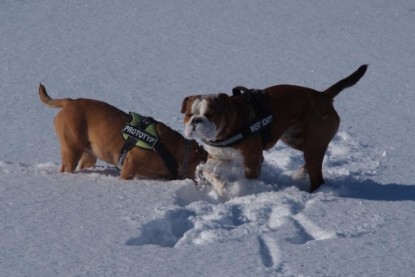 Continental Bulldogs Seeblickbulls Bilderalbum - Januar bis März 2010