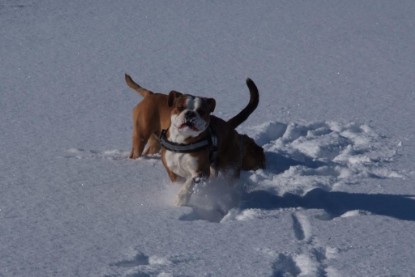 Continental Bulldogs Seeblickbulls Bilderalbum - Januar bis März 2010