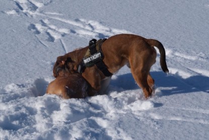 Continental Bulldogs Seeblickbulls Bilderalbum - Januar bis März 2010