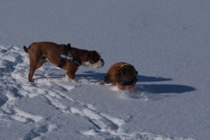 Continental Bulldogs Seeblickbulls Bilderalbum - Januar bis März 2010