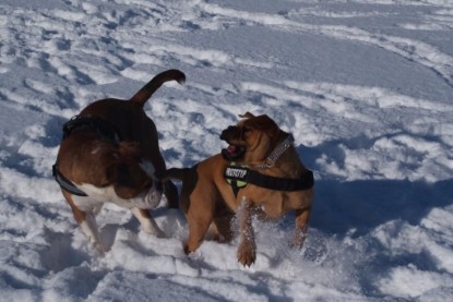 Continental Bulldogs Seeblickbulls Bilderalbum - Januar bis März 2010